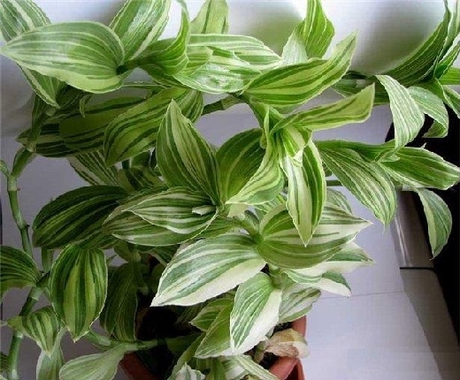 как сделать самодельный фалоиметаторами